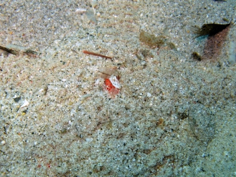 Astropecten aranciacus (Linnaeus, 1758)